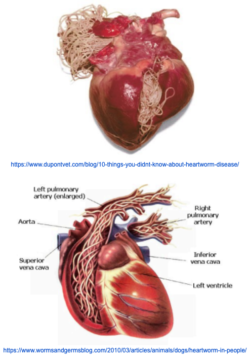 heart-worm-infographic